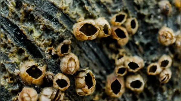 7 animals barnacles stick to and slow them down