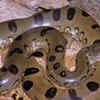 ​Why do anacondas give birth to so many babies?