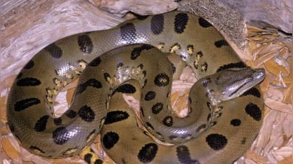 Why do anacondas give birth to so many babies?