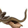 What Is life like for baby anacondas?