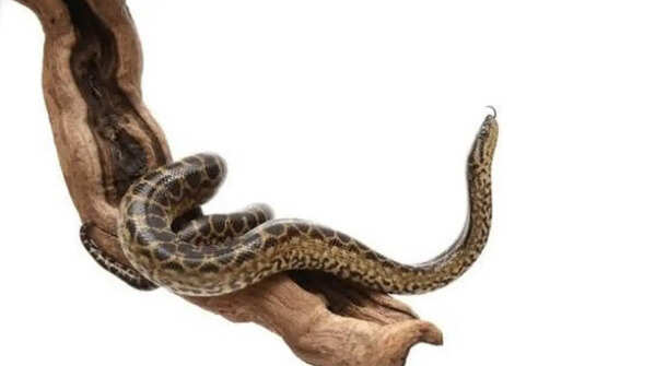 What Is life like for baby anacondas?