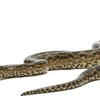 How long does pregnancy last in a female anaconda?