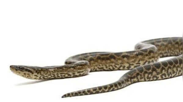 How long does pregnancy last in a female anaconda?
