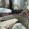 Do anacondas lay eggs?
