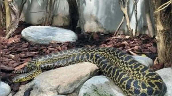 Do anacondas lay eggs?