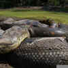 How many babies does an anaconda give birth to?