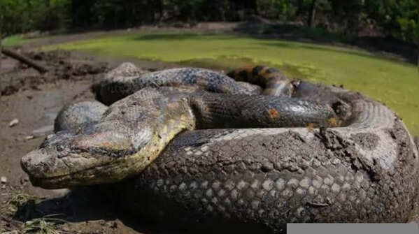 How many babies does an anaconda give birth to?