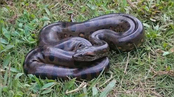 How many babies can anaconda deliver at once? The answer is shocking