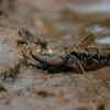 Mudskipper can spend time both on land and in water