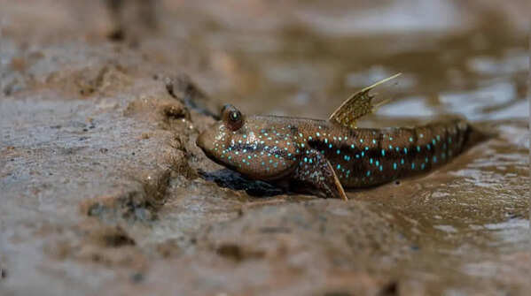 Mudskipper can spend time both on land and in water