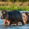 A hippopotamus spends its daytime in water