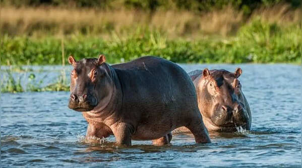 A hippopotamus spends its daytime in water
