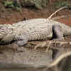Crocodiles are not an amphibian but is semi-aquatic