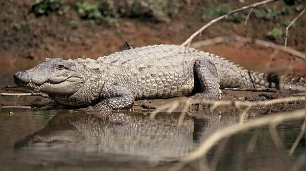 Crocodiles are not an amphibian but is semi-aquatic