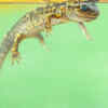 Newt changes habitats according to its developmental stage