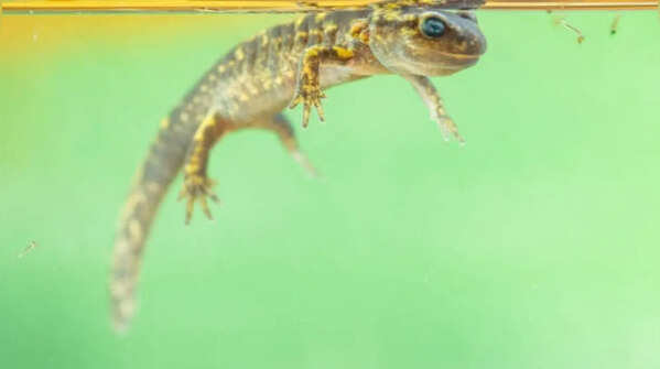 Newt changes habitats according to its developmental stage