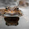 Toads prefer life both in water and on land