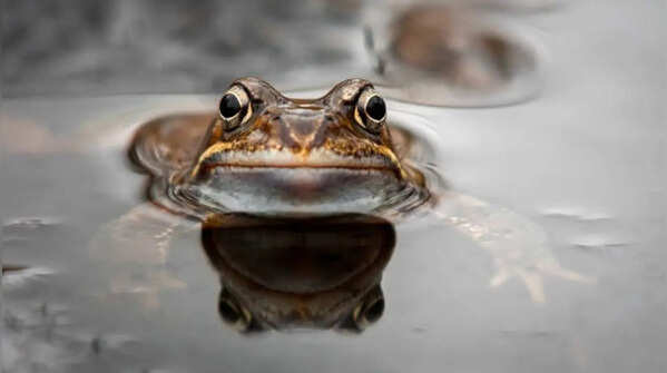 Toads prefer life both in water and on land