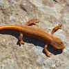 Salamander prefers humid conditions