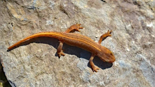 Salamander prefers humid conditions