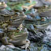 Frogs are one of the world's most famous amphibians
