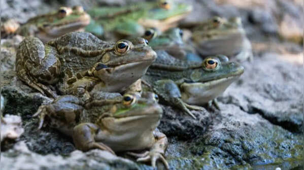 Frogs are one of the world's most famous amphibians
