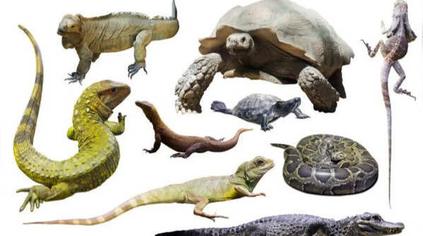 7 animals you didn't know are amphibians