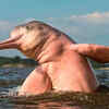 Pink river dolphin