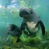 Amazonian manatee