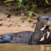 Giant otter