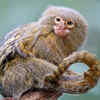 Pygmy marmoset