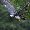 Harpy eagle