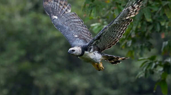 Harpy eagle