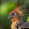 Hoatzin