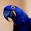 Hyacinth macaw