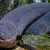 Electric eel