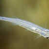 Candiru fish