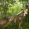 Green anaconda