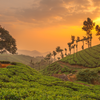 Article image for: Munnar, Kerala