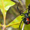 Redback Spider