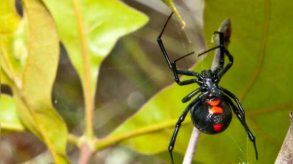 Redback Spider