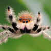 Female Black Widow Spider