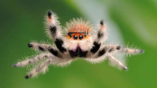 Female Black Widow Spider