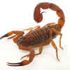 Scorpions