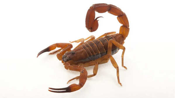 Scorpions