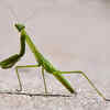 Praying Mantis