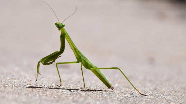Praying Mantis