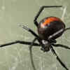 Jumping spiders