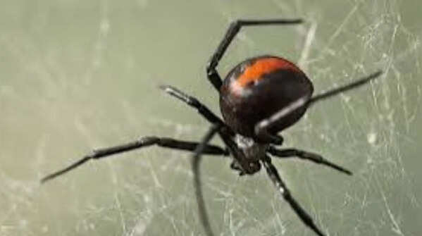 Jumping spiders