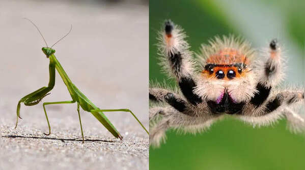 Which female species kill the male after mating? Nature’s most unusual behaviour explained